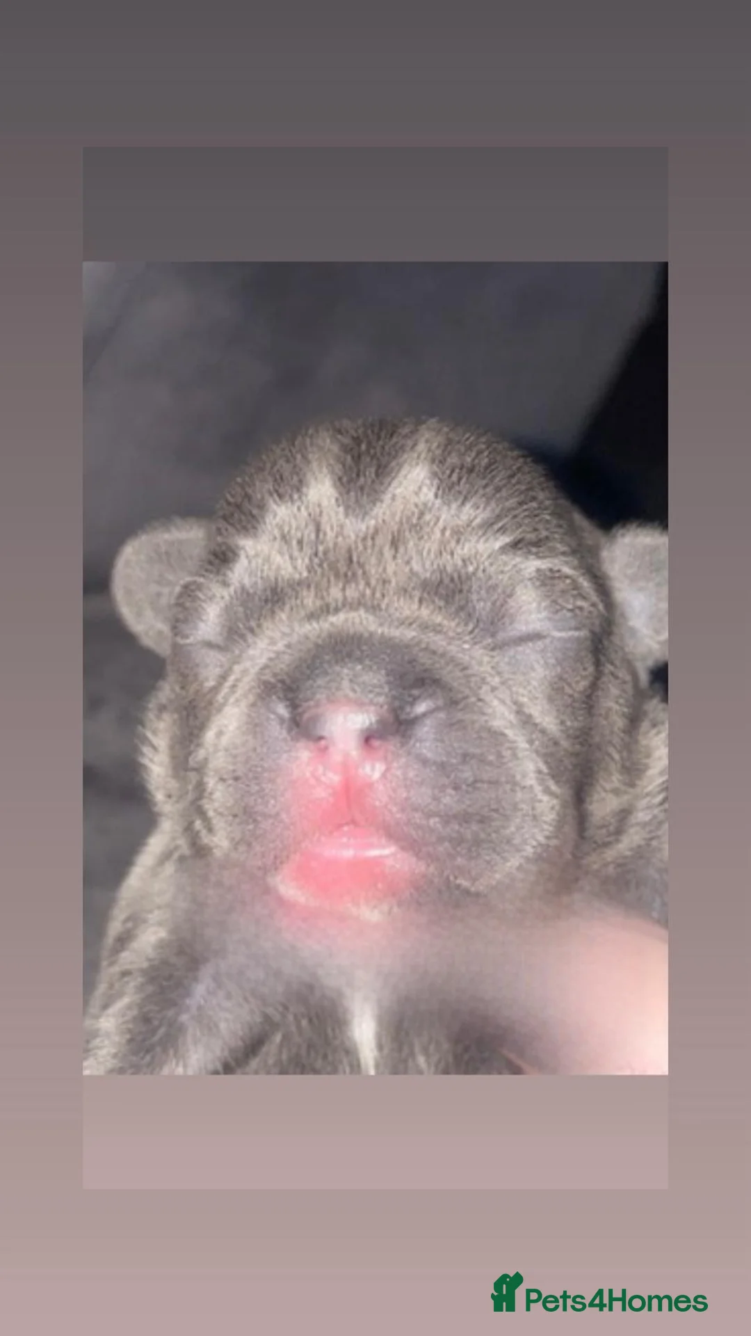 French Bulldog dogs for sale: 3 gorgeous french bulldog puppies - Advert 13