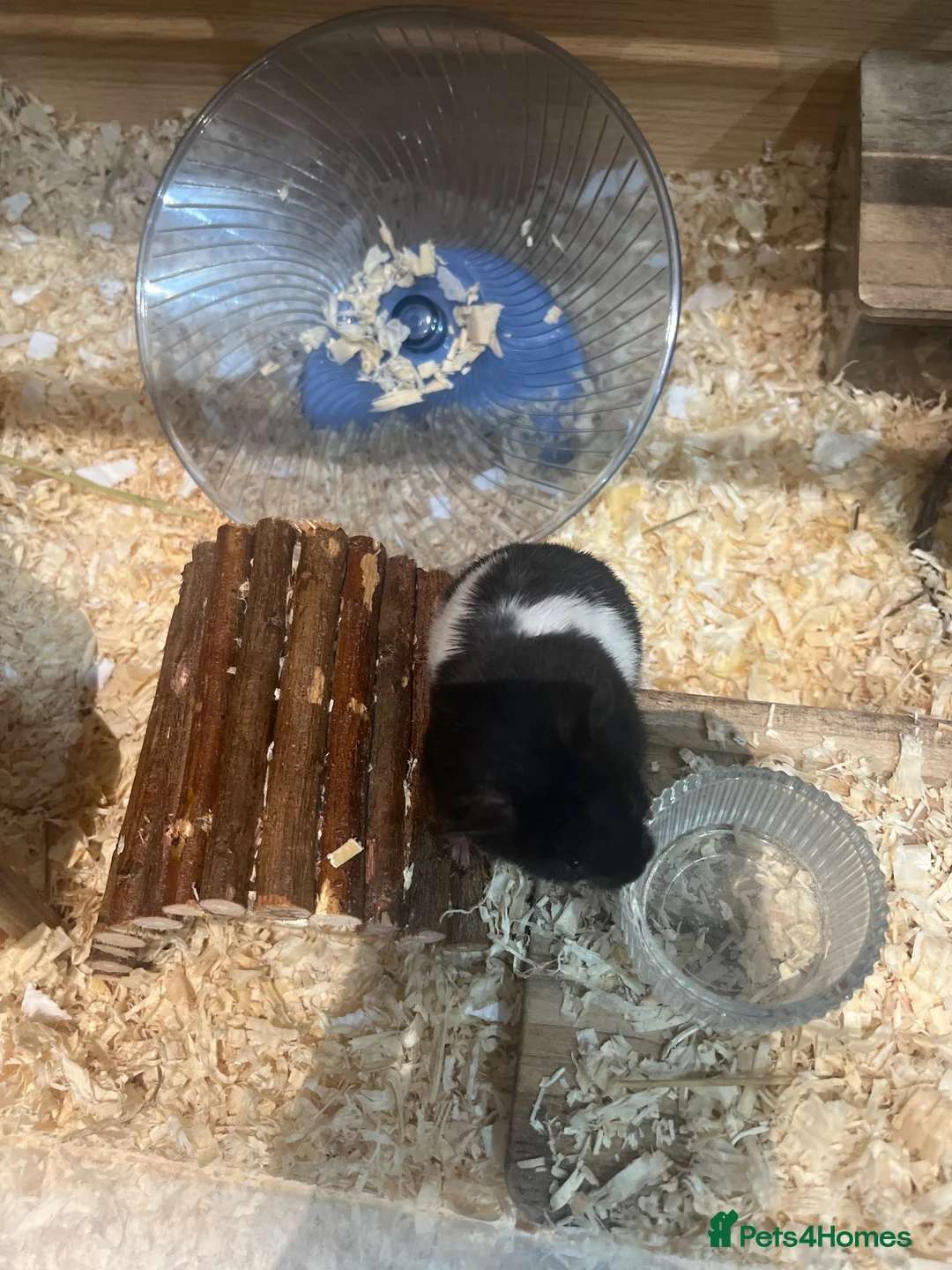Hamster rodents for sale: 2 Syrian hamsters  - Advert 3