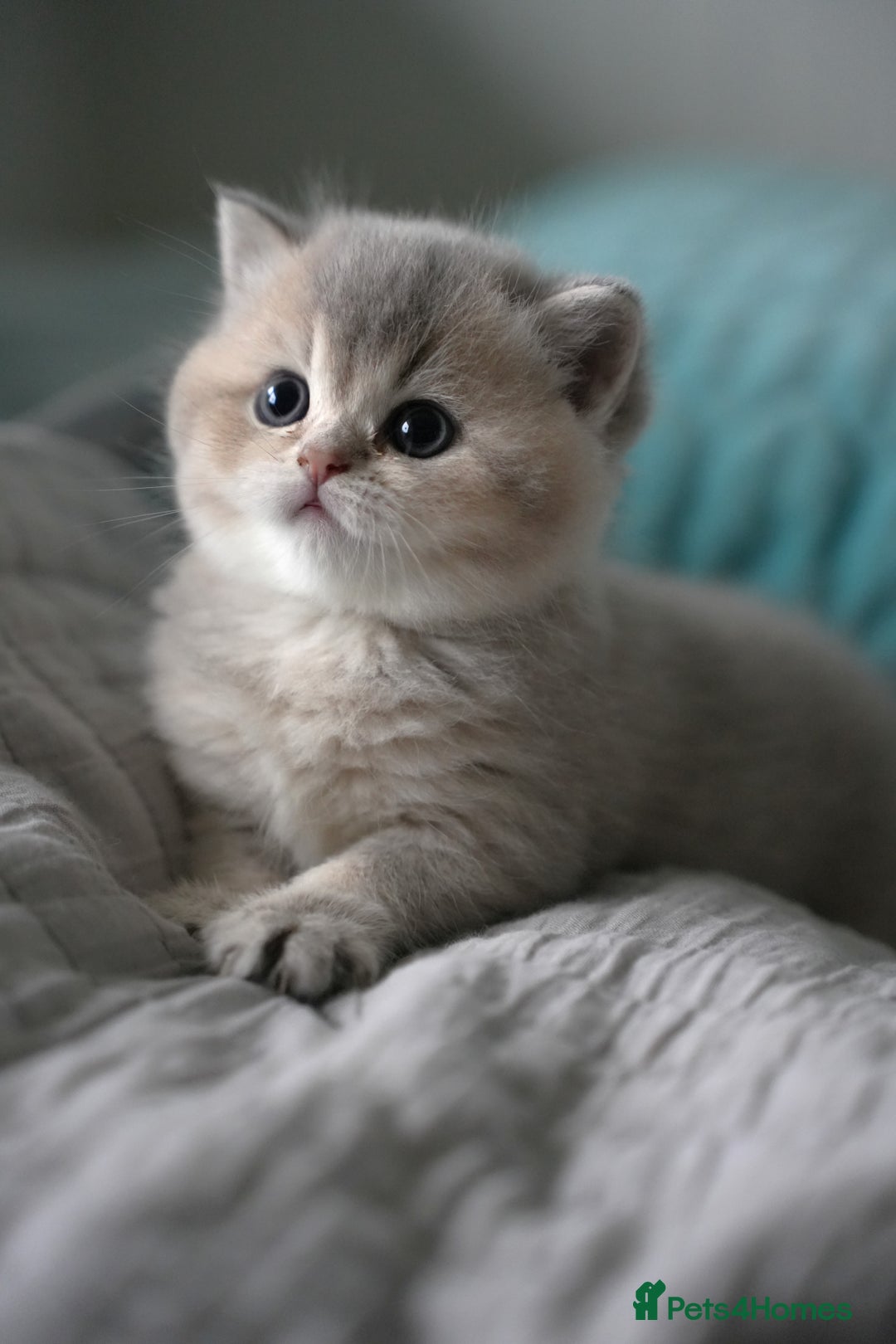 Scottish Fold cats for sale: Scottish fold - Advert 8