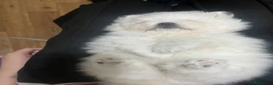 Pomeranian 4