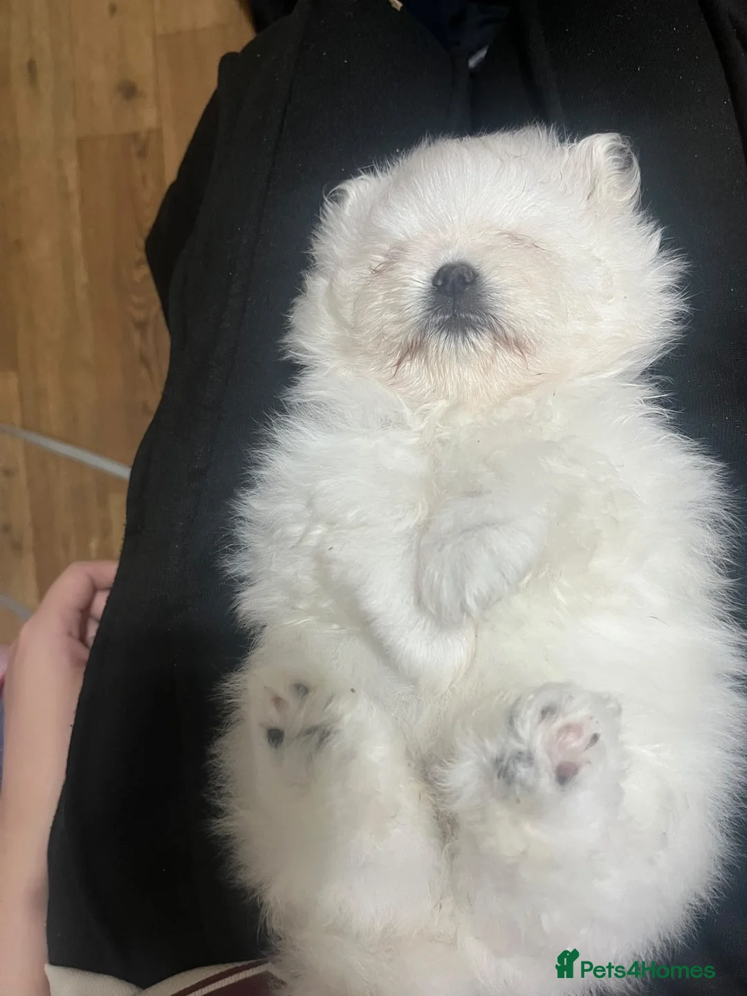 Pomeranian dogs for sale: Pomeranian puppies - Advert 2