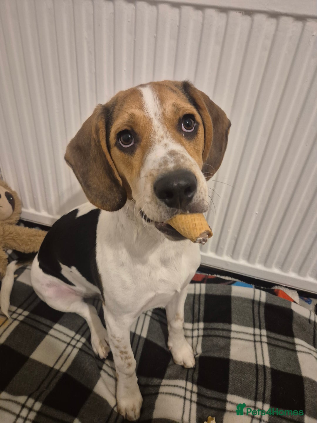 Beagle dogs for sale: Beagle  - Advert 1