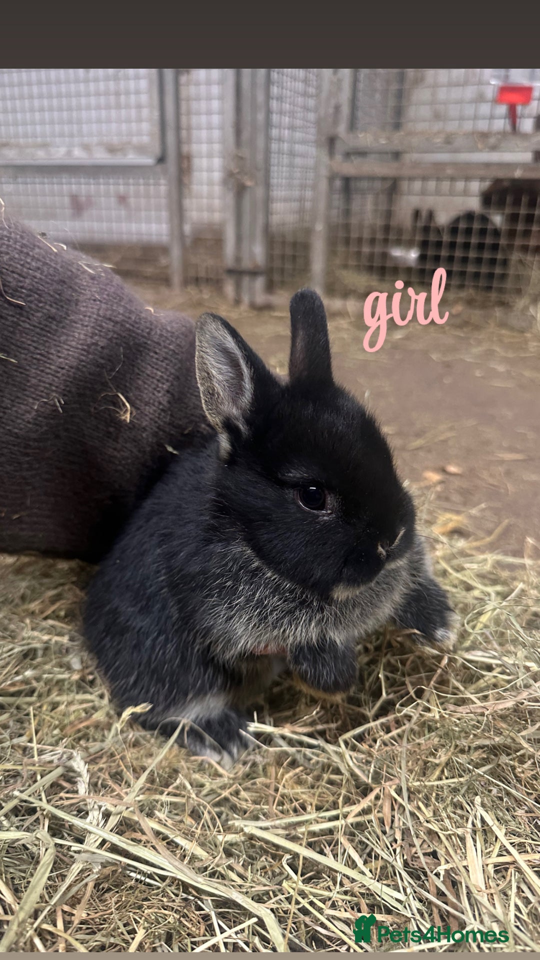 Netherland Dwarf rabbits for sale: Lots of netherland dwarfs for sale - Advert 5