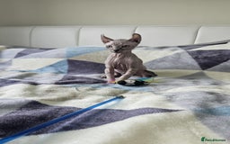 Sphynx cats for sale: Sphynx kitten - Image 1