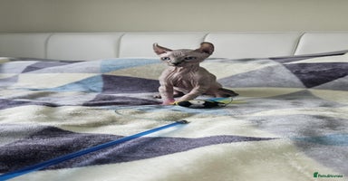 Sphynx cats - Advert 16