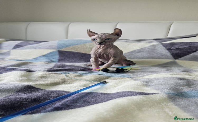 Sphynx cats - Advert 4