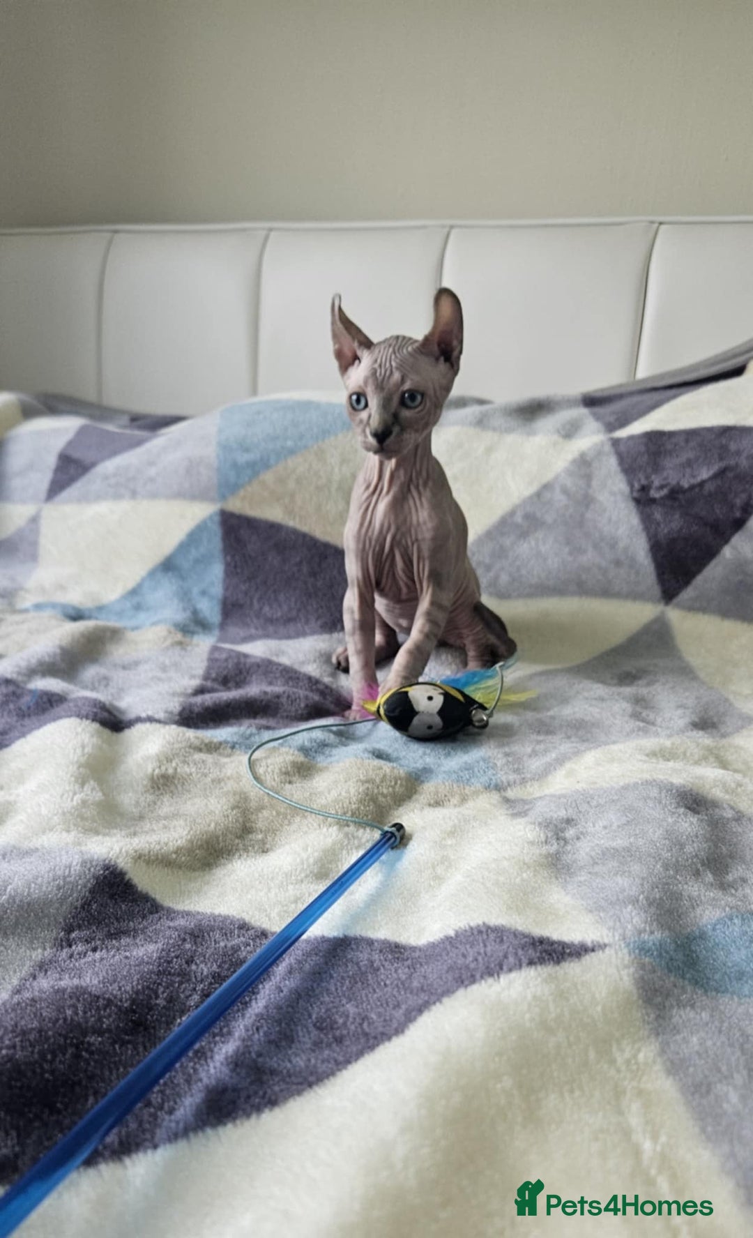 Sphynx cats for sale: Sphynx kitten - Image 1