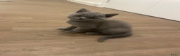 British Shorthair cats for sale:  British shorthair kittens Pedigree registered - Advert 12