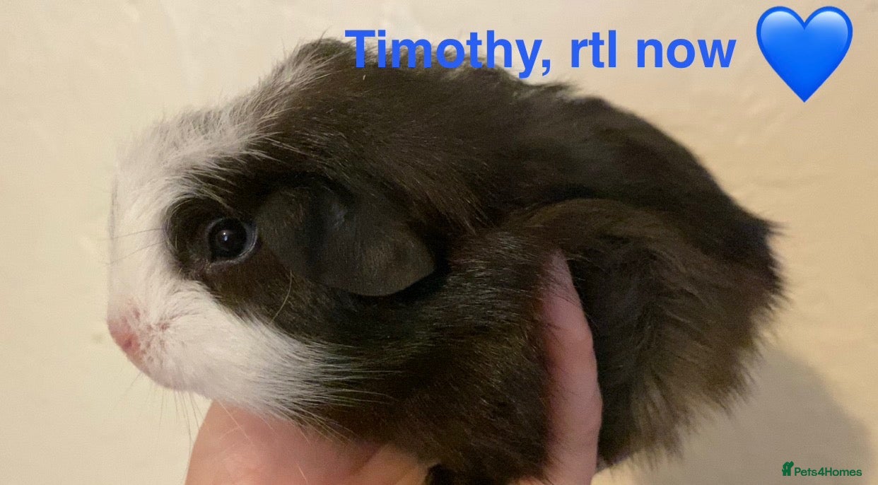 Guinea Pig rodents Gorgeous baby Guinea pigs - Advert 1