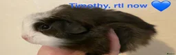 Guinea Pig rodents for sale: Gorgeous baby Guinea pigs - Advert 1