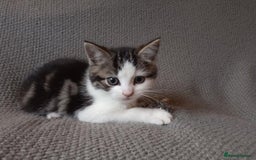 Mixed Breed cats for sale: Gorgeous Ragdoll/Chinchilla Persian kittens  - Image 8