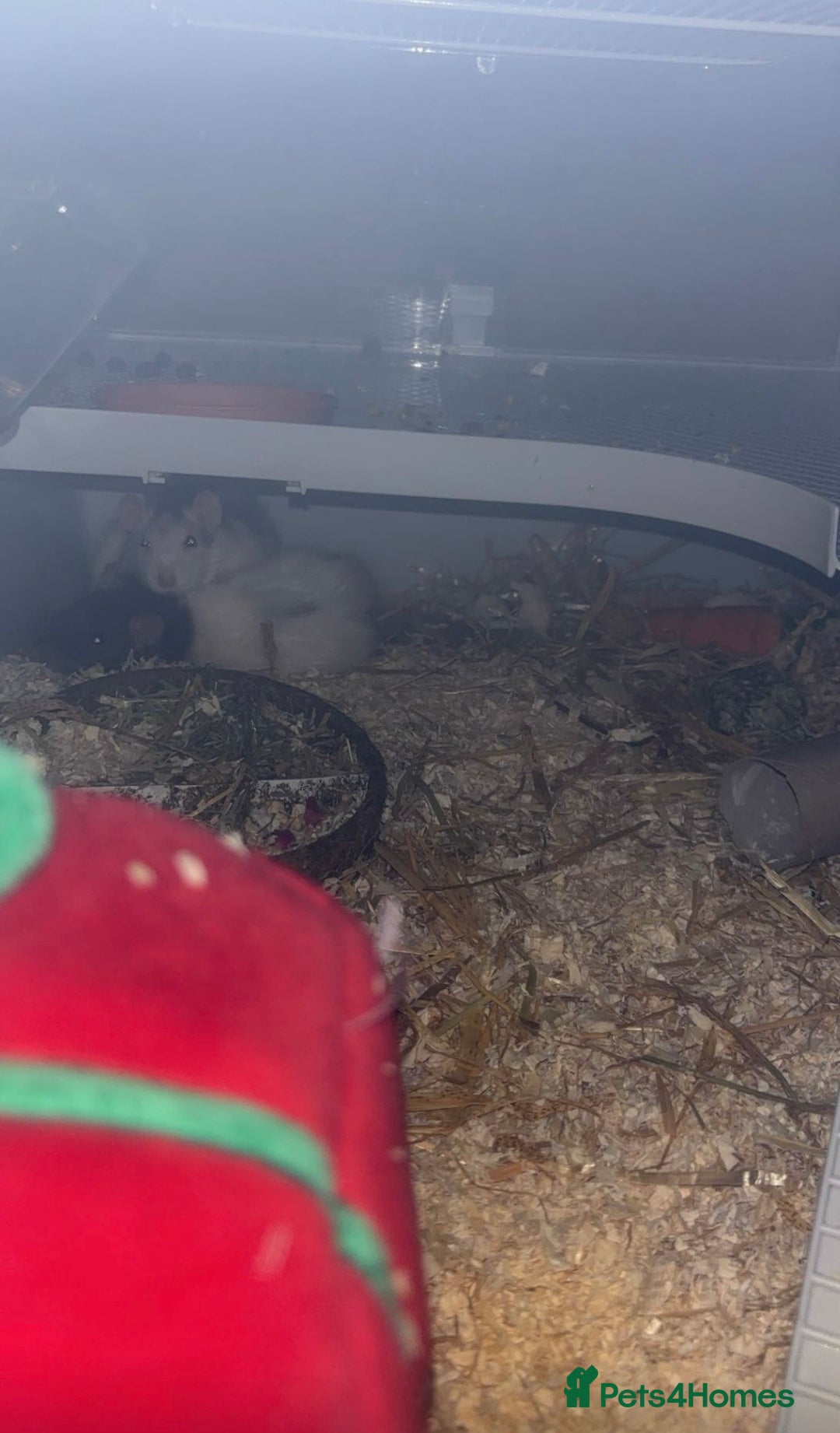 Rat rodents for sale: 2 pet rats  - Image 4