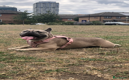 French Bulldog dogs for sale: Two boys  - Advert 19