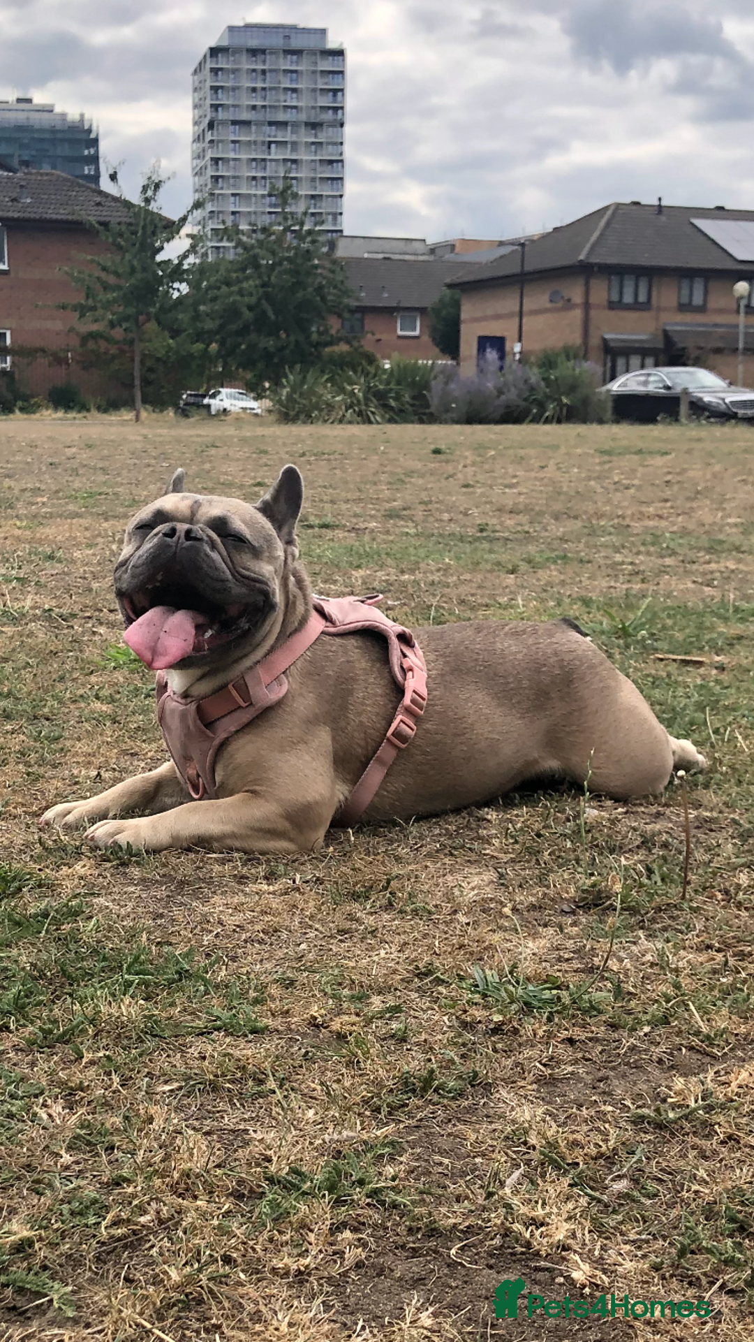 French Bulldog dogs for sale: Two boys  - Advert 19