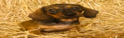 Miniature Dachshund dogs for sale: The three triplets 🐶🐶🐶 - Advert 4