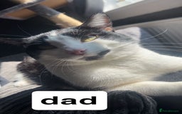 Domestic Shorthair cats for sale: 2 female kittens for sale - Image 5