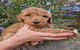 Cockapoo dogs for sale: EXCEPTIONAL HEALTH TESTED SHOW TYPE COCKAPOOS F1B - Image 18