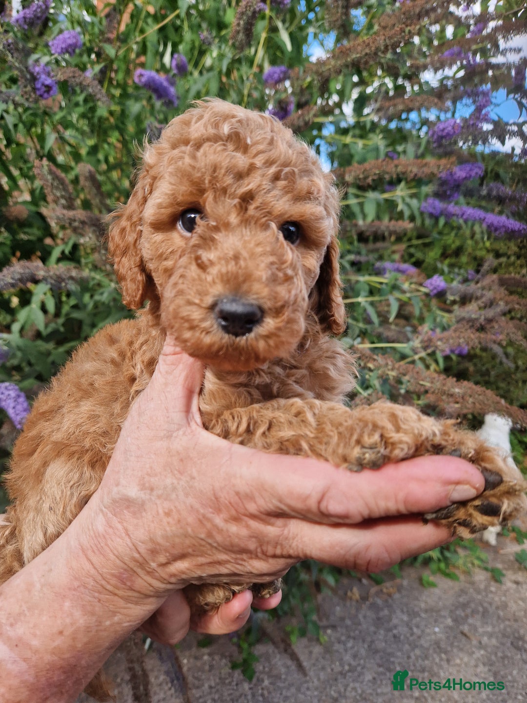 Cockapoo dogs for sale: EXCEPTIONAL HEALTH TESTED SHOW TYPE COCKAPOOS F1B - Image 18