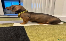 Dachshund dogs for sale: Dachshund female and male puppies  - Image 16