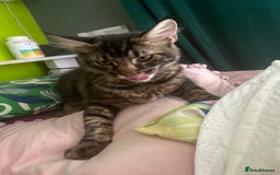 Maine Coon cats for sale: Gorgeous Black & Black Smoke kittens TICA parents - Image 33
