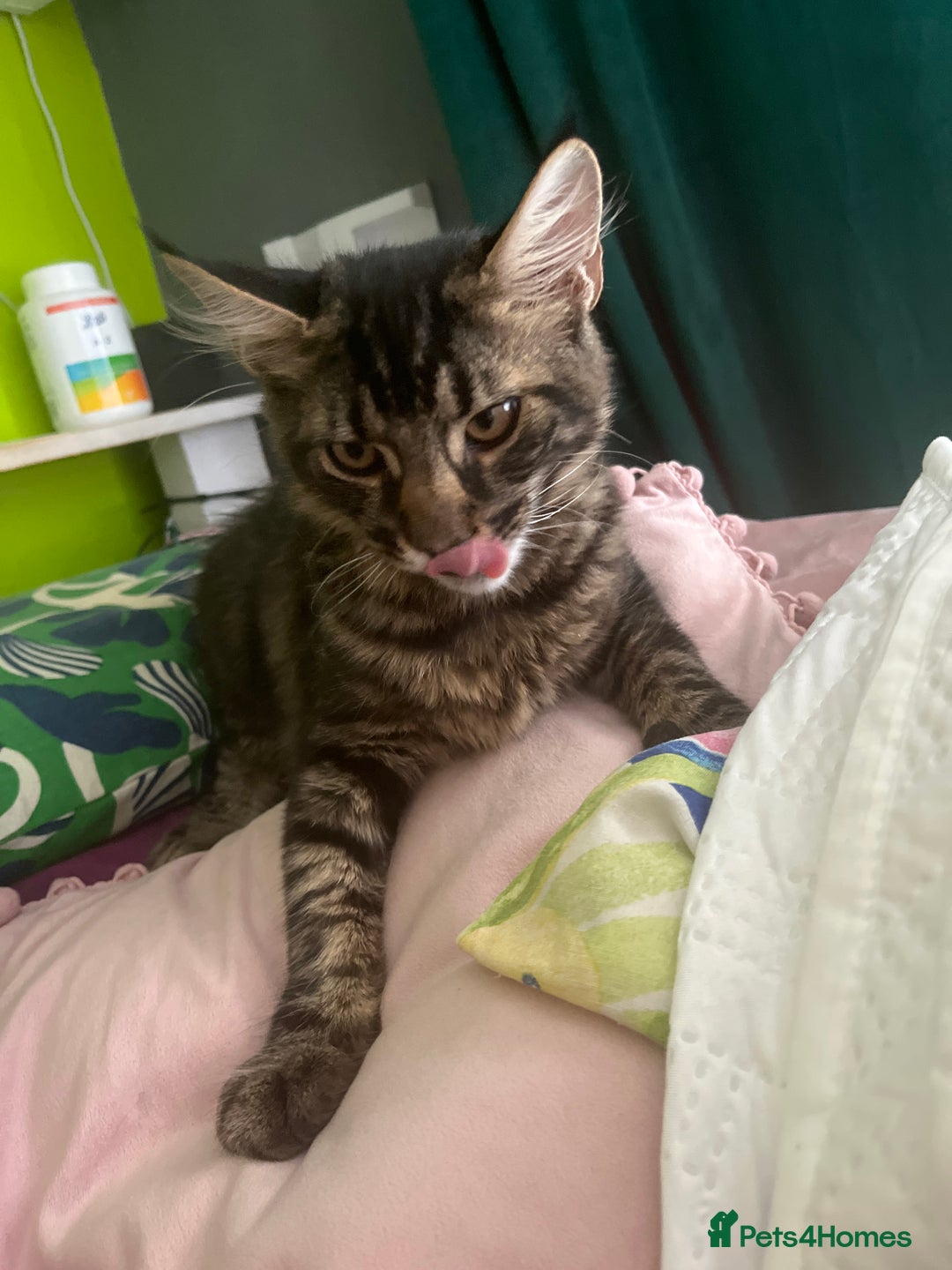 Maine Coon cats for sale: Gorgeous Black & Black Smoke kittens TICA parents - Image 33