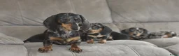 Dachshund dogs for sale: Amazing dachshund puppies - Advert 2