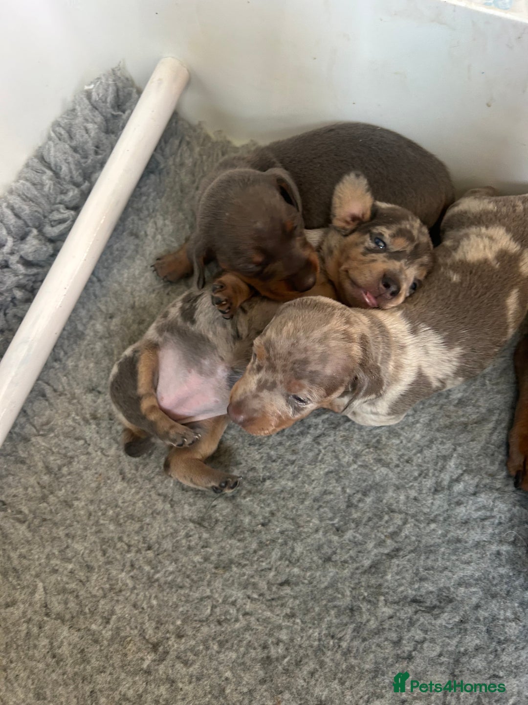 Dachshund dogs for sale: KC miniature dachshunds  in Middlesbrough - Image 20