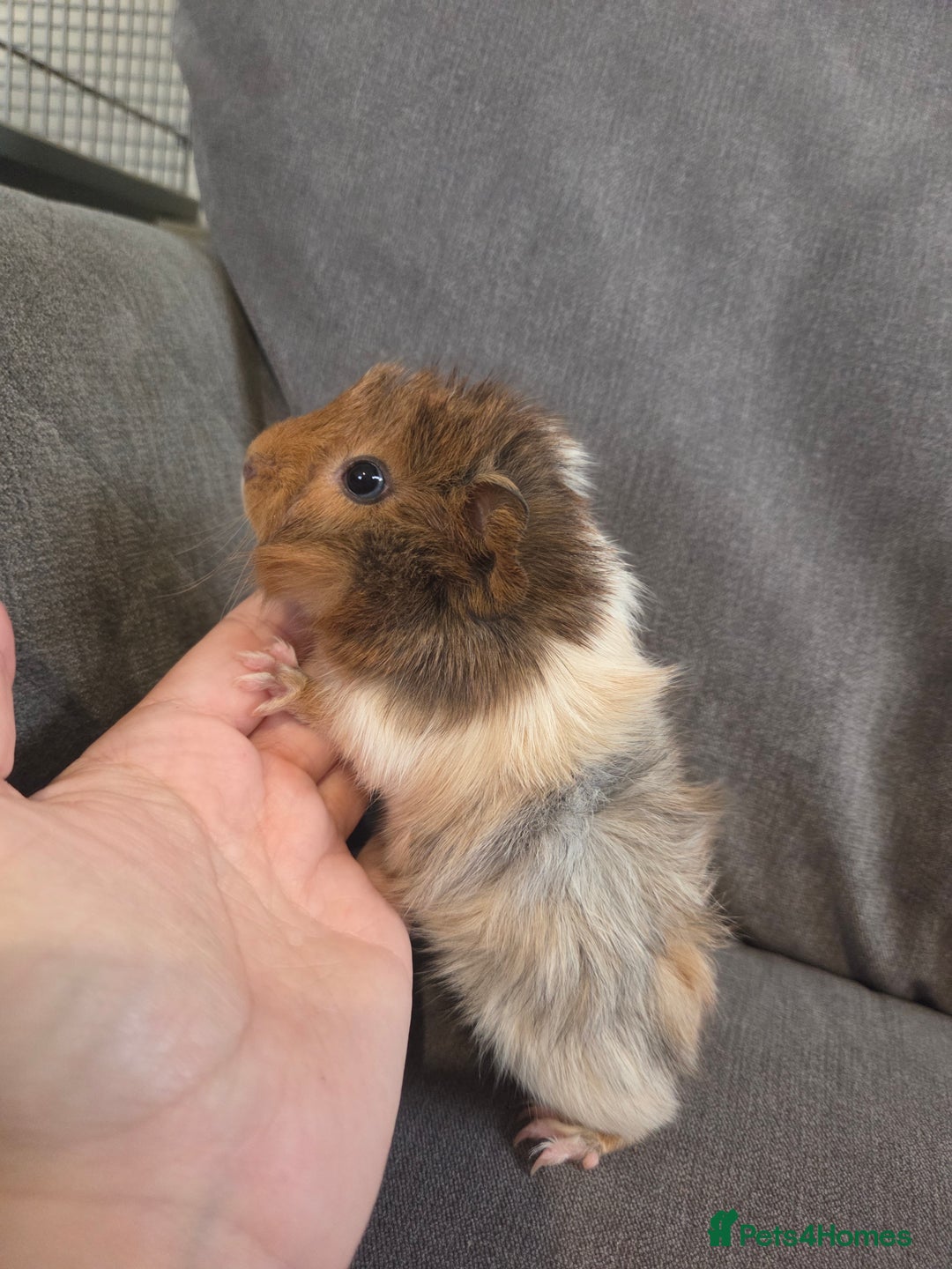 Guinea Pig rodents for sale: Baby guinea pigs - Image 3