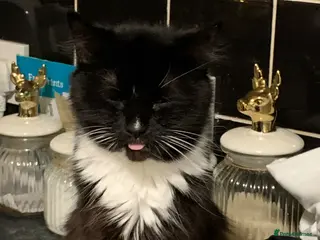 Mixed Breed cats Kittens - Advert 8