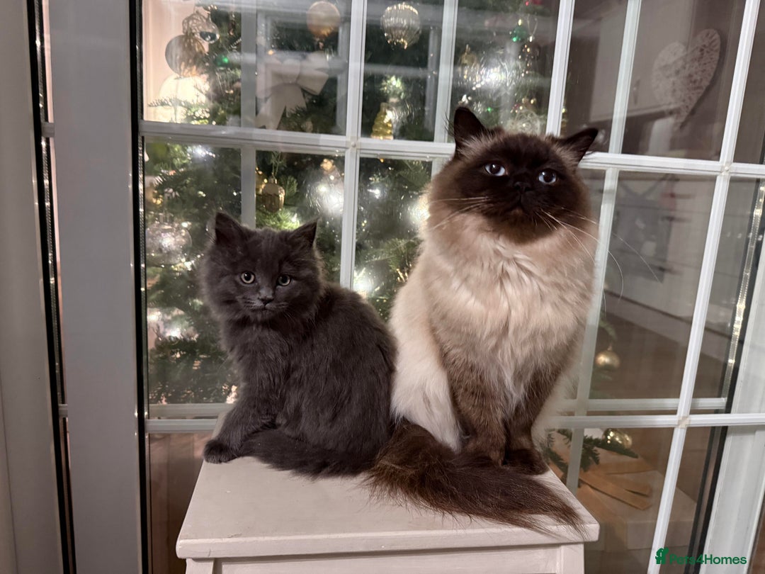 Mixed Breed cats for sale: Stunning Ragdoll x Maine Coon Female Kitten. - Advert 5