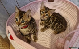 Bengal cats for sale: Pure Bengal kittens ❤️  - Image 24