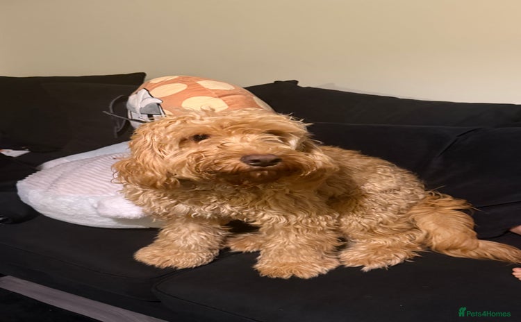Cockapoo dogs - Advert 16