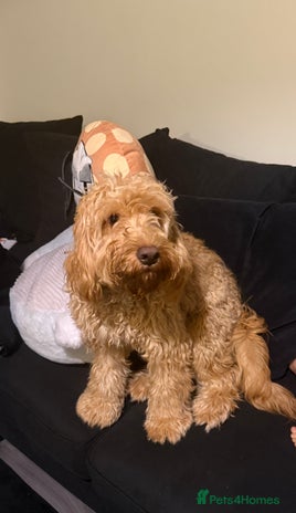 Cockapoo dogs - Advert 1