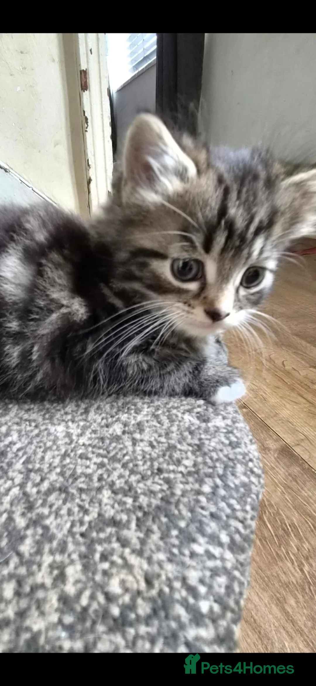 Mixed Breed cats for sale: Beautiful baby kittens  in Bristol - Advert 2