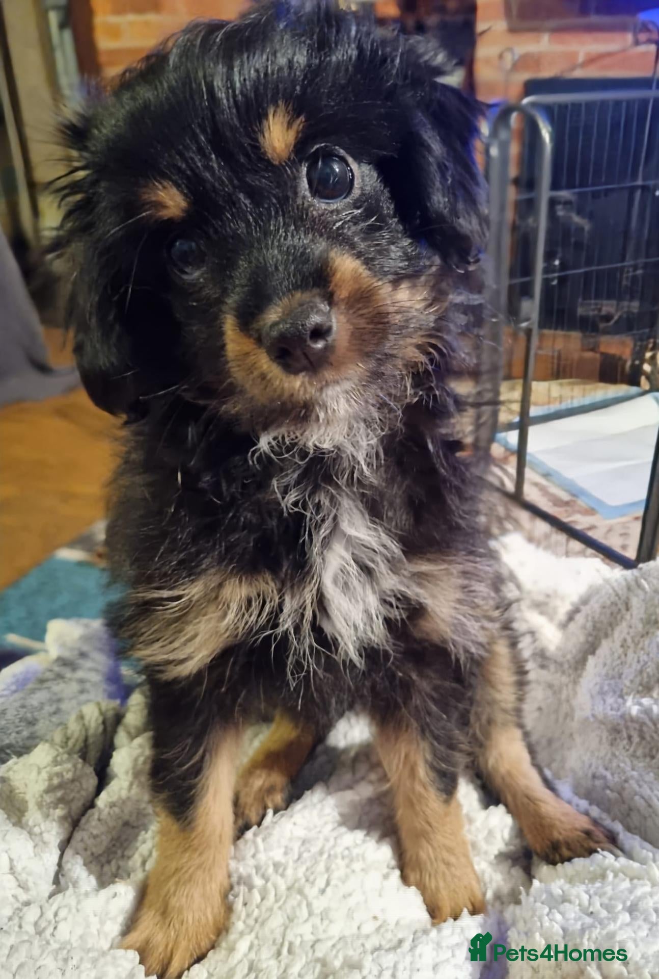 Chipoo dogs Beautiful Chipoo puppies for sale - Advert 1