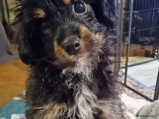 Chipoo dogs Beautiful Chipoo puppies for sale - Advert 2