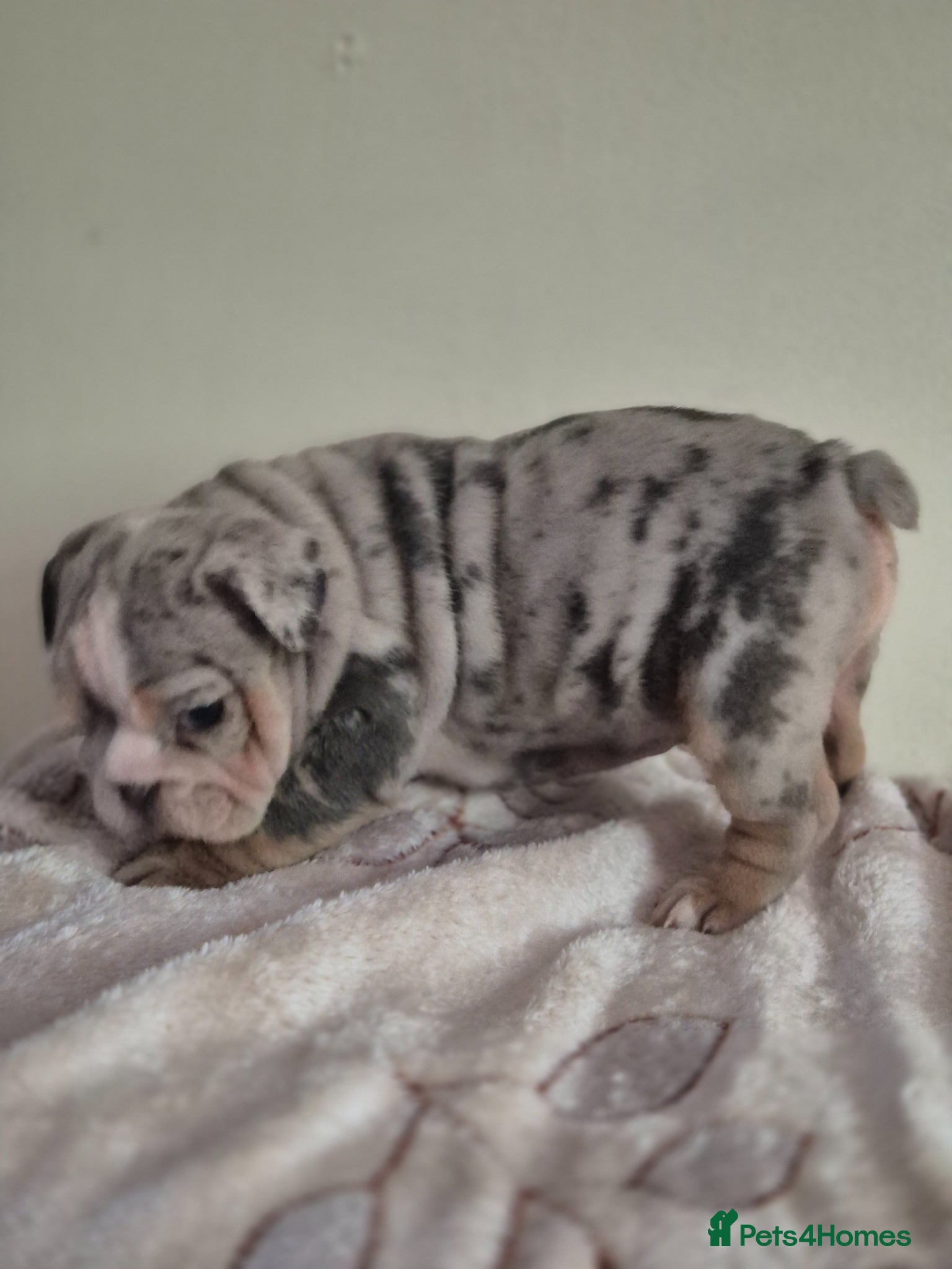 English Bulldog dogs Stunning Lilac Bulldogs - Advert 6