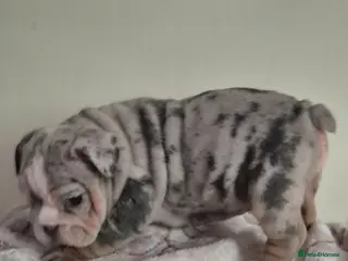English Bulldog dogs Stunning Lilac Bulldogs - Advert 6