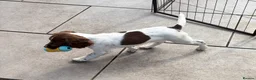 English Springer Spaniel dogs for sale: Working springer spaniels in Pewsey - Advert 9