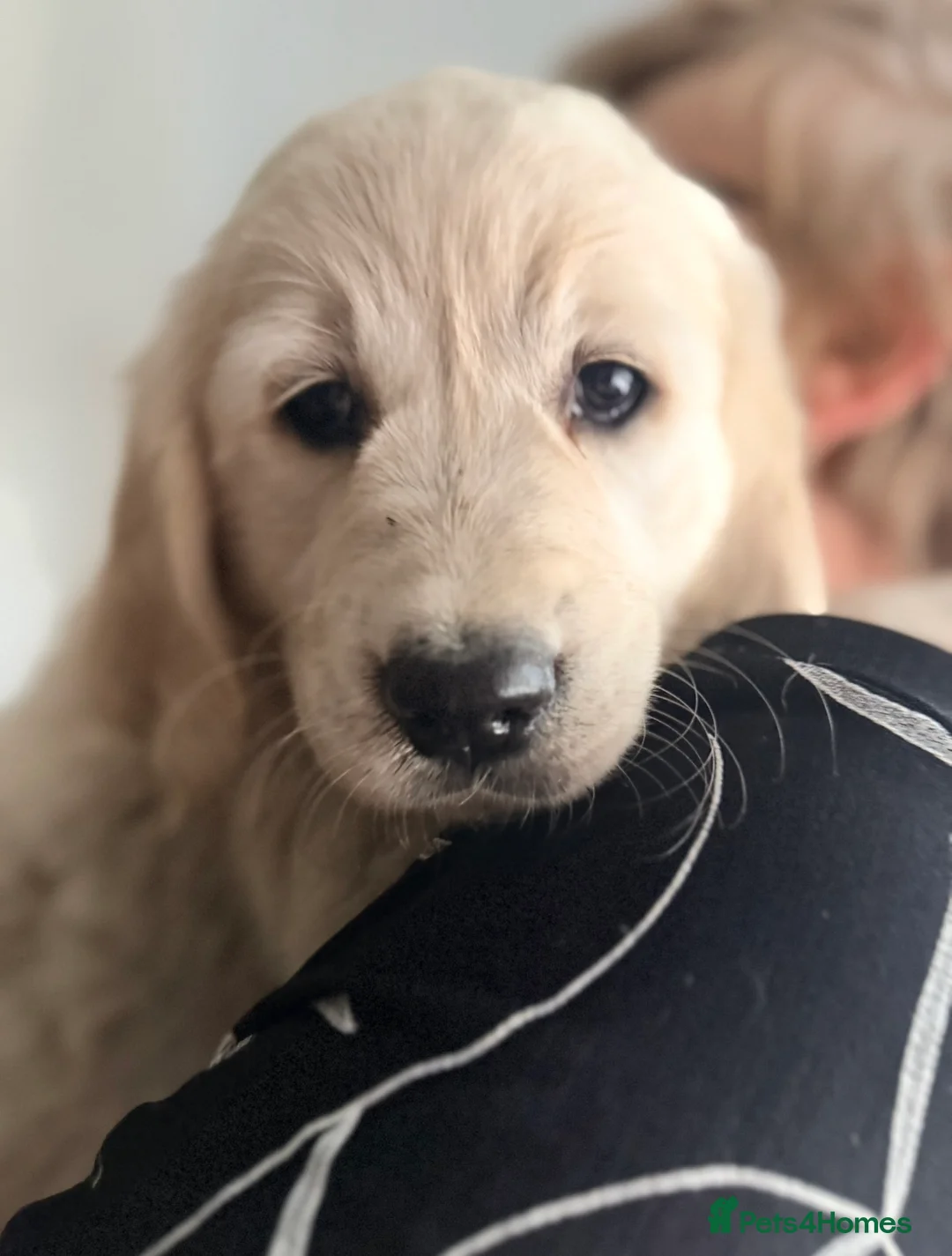 Golden Retriever dogs for sale: Therapy Dog -Multi-Championship Bloodlines - Advert 2