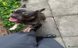 French Bulldog dogs for sale: Misty - Image 4