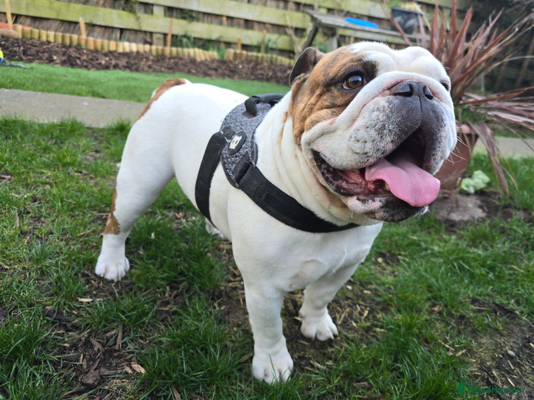English Bulldog dogs for sale: Stunning English Bulldog Puppies  - Image 15