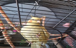 Cockatiels birds for sale: Male cockatiel 3-4 years old - Image 2