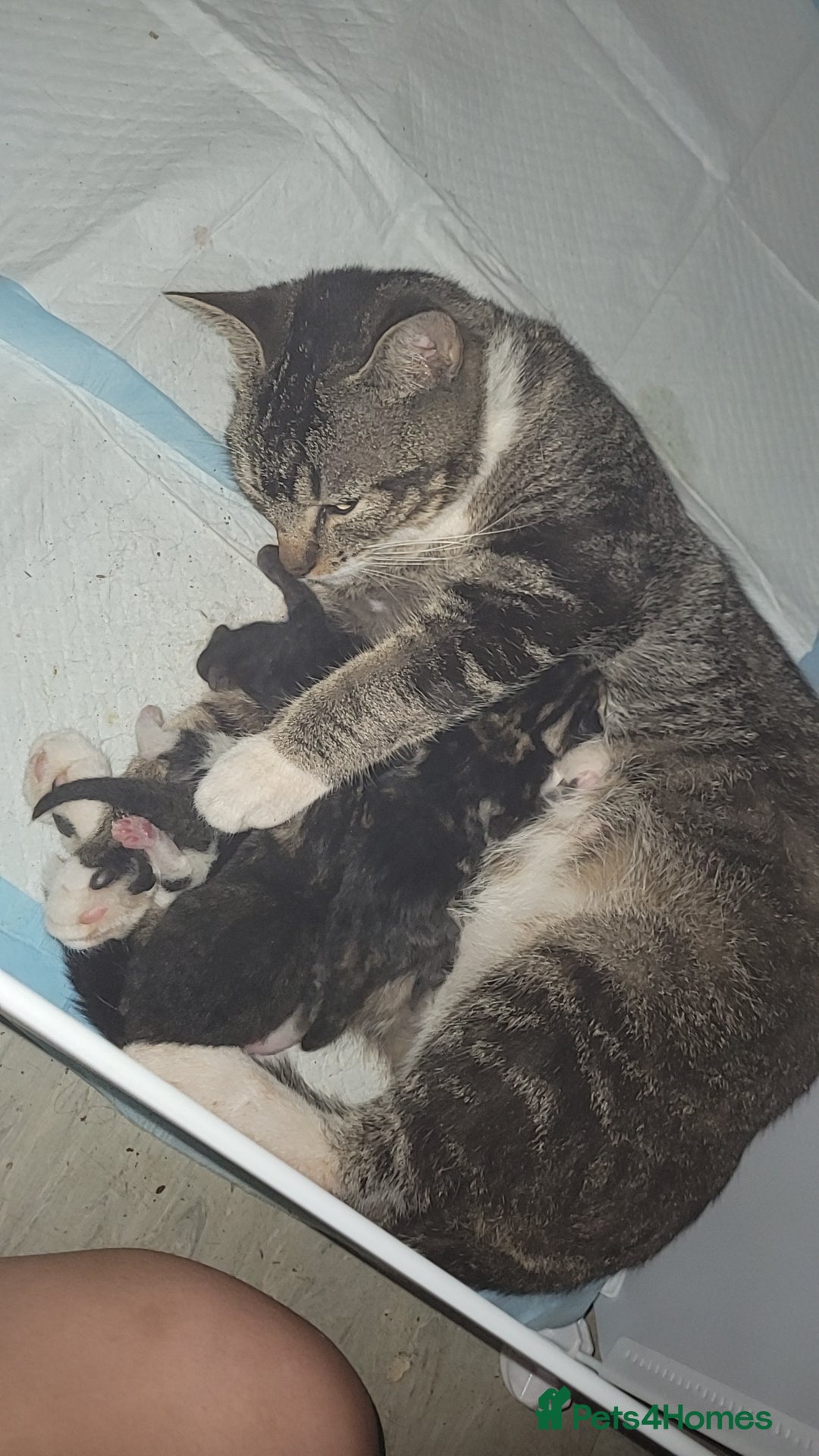 Mixed Breed cats for sale: Male tabby the most adorable loving boy  - Image 2