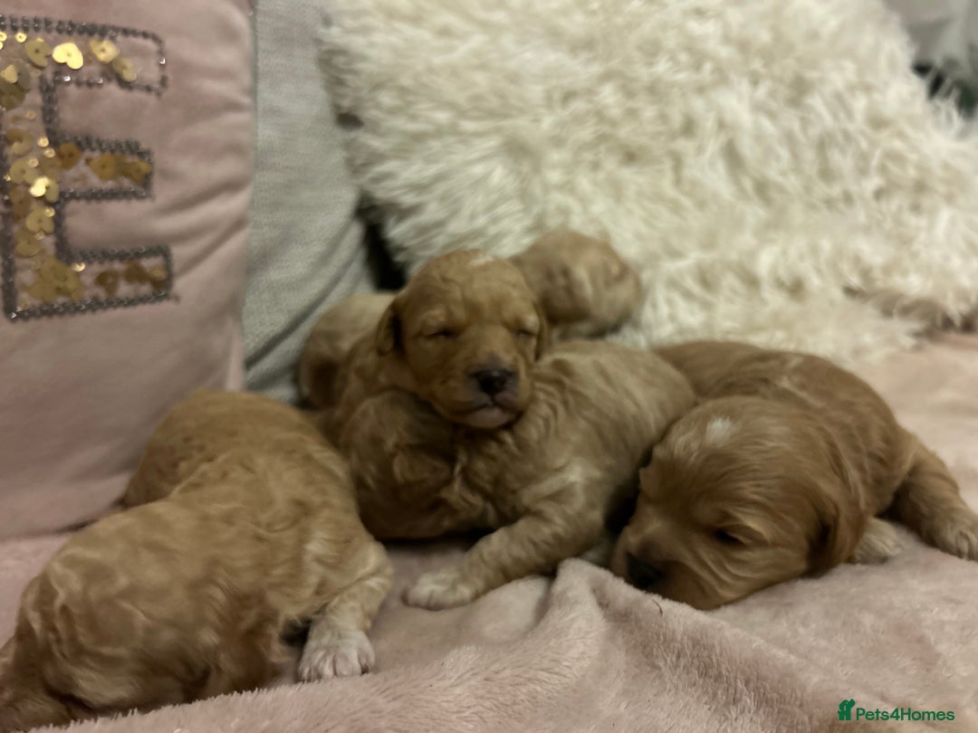 Cavachon dogs for sale: Gorgeous Cavapoochon puppies - Image 5