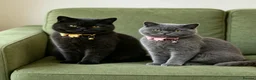 British Shorthair cats for sale: Beautiful best friends five star Home only - Advert 3