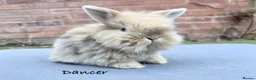 Mixed Breed rabbits for sale: Beautiful Fluffy Baby Rabbits- Ready to leave - Advert 7