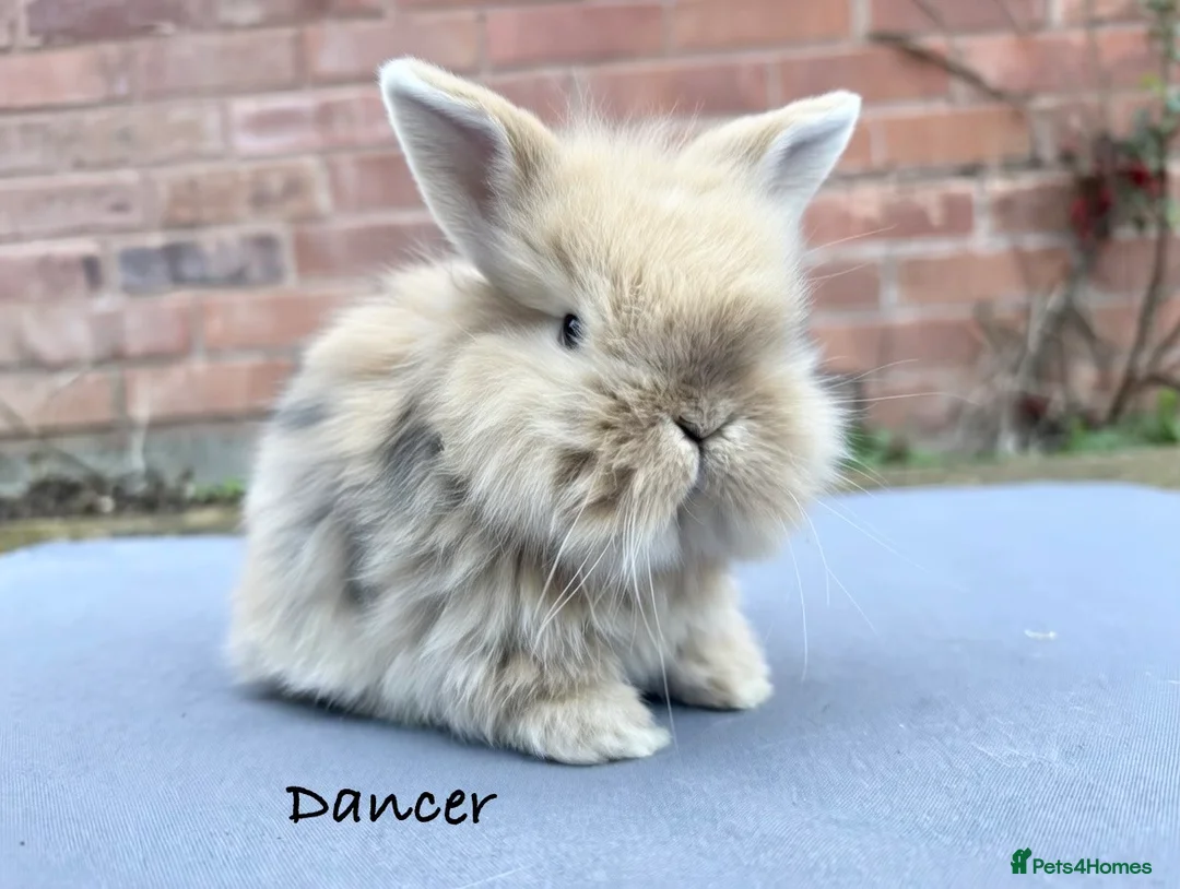 Mixed Breed rabbits for sale: Beautiful Fluffy Baby Rabbits- Ready to leave - Advert 7
