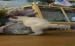 Ragdoll cats for sale: Beautiful pure ragdoll kittens  - Image 13