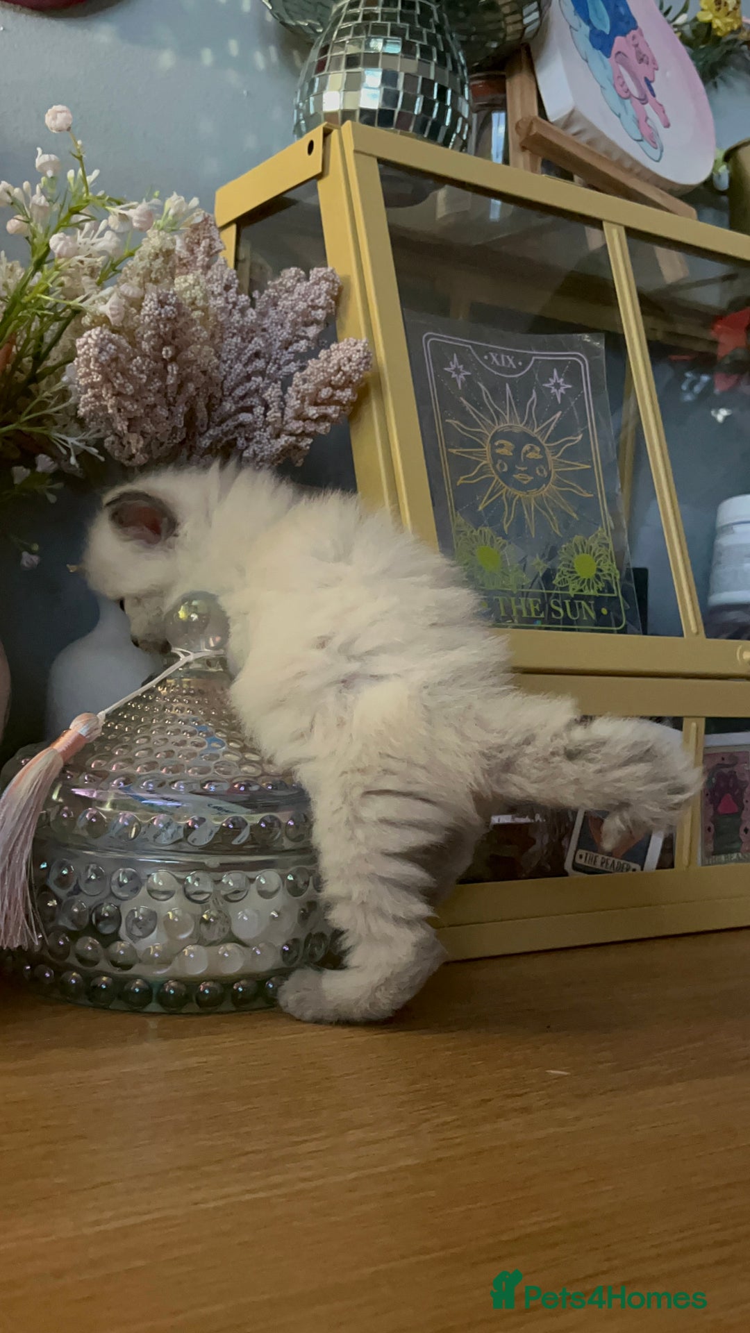 Ragdoll cats for sale: Beautiful pure ragdoll kittens  - Image 13